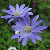 Anemone