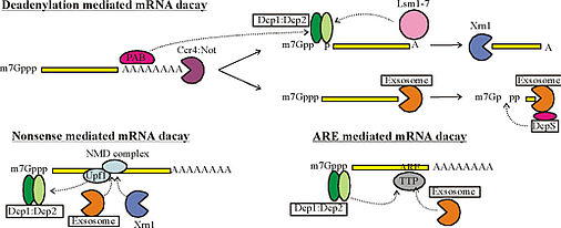 Deadenylation-mediated-mrna-decay