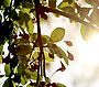 Botanischer-garten 2017