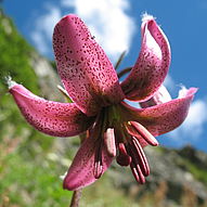 Lilium Marthagon