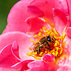 Eine Biene sammelt Nahrung auf einer Rosenblüte