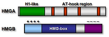 Hmg Fig1