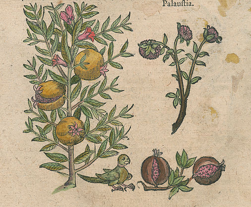 Granatäpffelbaum, Malus Punica