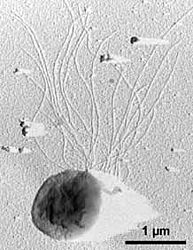 Thermococcus