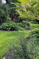 Polygonatum Leptophyllum