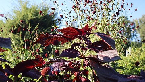 Perilla und Sanguisorba