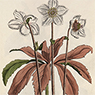2011 Christrose