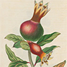 Paradiesapfel