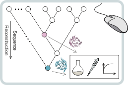 Proteinevolution 060619