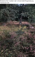 Heide