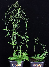 4xaly Phenotype