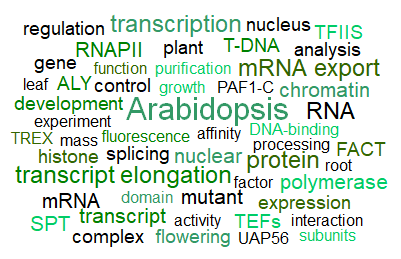 Word Cloud