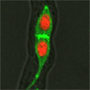 Sperm Red-green