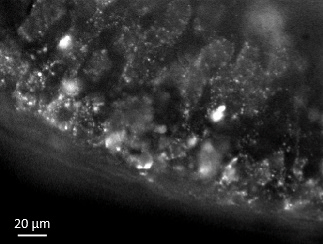 adrenal slice Ca2+ signals