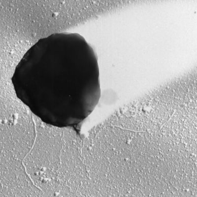 Methanotorris