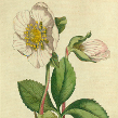Christrose