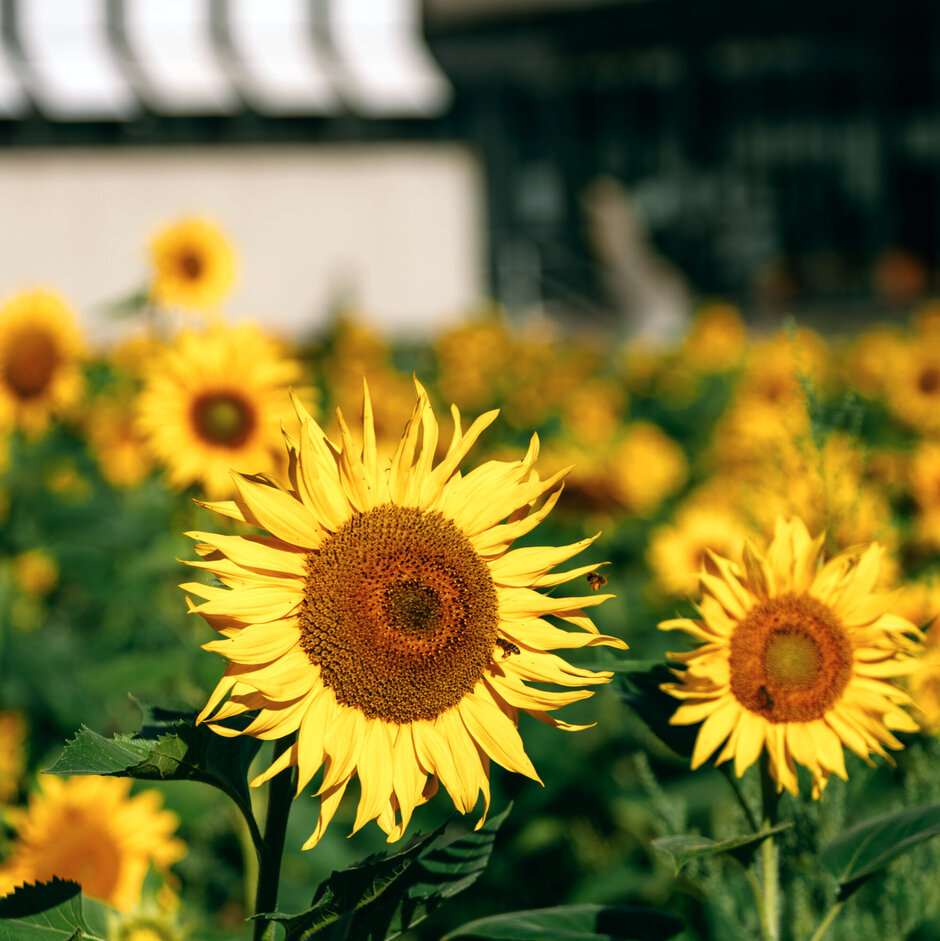 Ein großes Beet voller Sonnenblumen wird von einer Biene besucht. Im Hintergrund ist das Sammelgebäude der Universität Regensburg zu sehen.