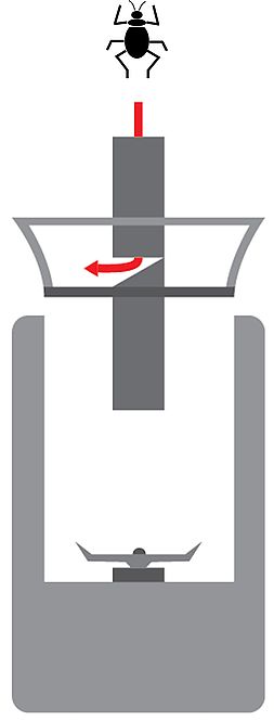Grafik zum Vorgang des Käfer-Zermahlens.