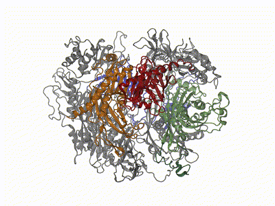 The animation shows structural changes in the eukaryotic RNA exosome complex during its activity. The protein subunit Rrp42 transitions from an open (dark green) to a closed (light green) conformation, illustrating a dynamic conformational shift. Additional subunits are color-coded: Rrp41 (red), Rrp45 (orange), and Csl4 (blue). The structural data were derived from a combination of NMR spectroscopy, cryo-electron microscopy (cryo-EM), and molecular dynamics (MD) simulations.Morph from: Liebau et al., Nature Communications (2025), DOI: https://doi.org/10.1038/s41467-025-62982-6License: CC BY 4.0